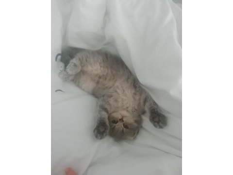 Çok sevimli oyuncu british longhair yavrumuz