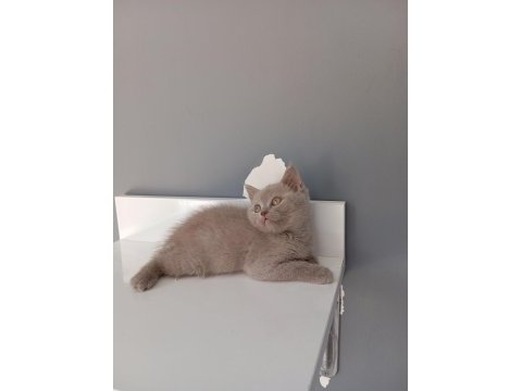 British shorthair lilac