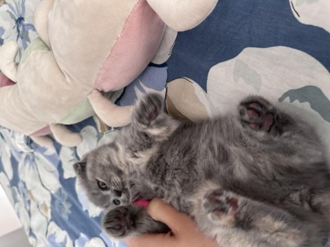 2 tane dişi yavru scottish fold
