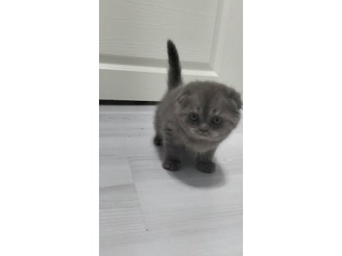 Yeni yuvası için hazır scottish fold