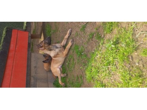Bursadan a kalite malinois yavrular