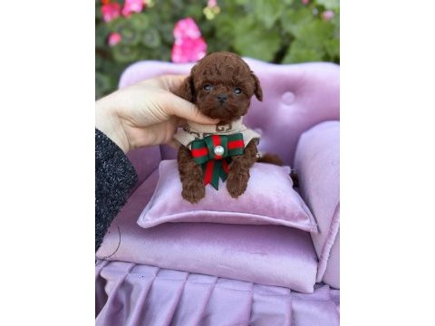 Teacup kore poodle