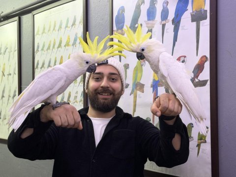 Dev boylu eğitimli konuşan sülfür kakadu papağanı