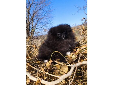 Mikro teacup boy dişi pomeranian boo