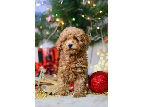 Yeni yıla yeni bir toy poodle dostla başlangıç yapın