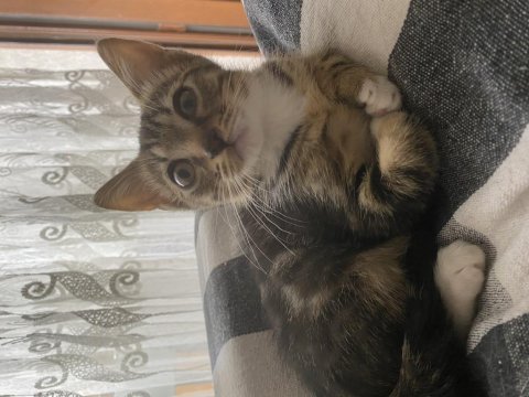 Yavrumuza aile arıyoruz kedimize
