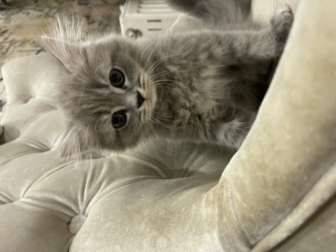 Sahiplendirme british shorthair