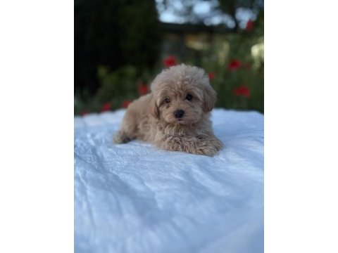 Kaliteli maltipoo yavrularımız 0 boy