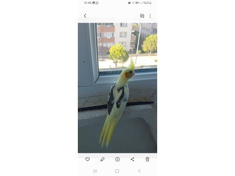 Yeme düşen taze sultan papağanı bebekler