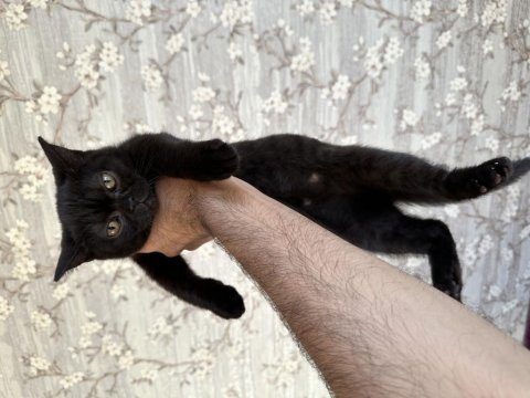 British shorthair kardeşler