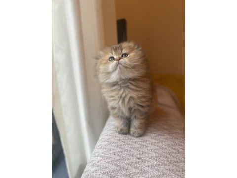 Anne baba şecereli ayı surat golden scottish fold