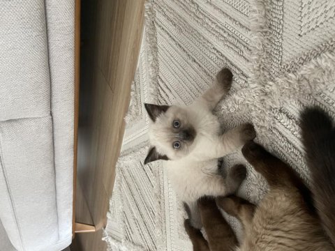 British blue point erkek yavru kedimiz