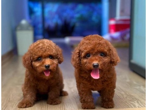 Mersinin en seçkin toy poodle yavruları