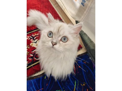 Bakımlı ev kedim