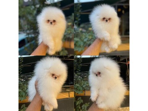 En şirin pomeranian boo yavruları