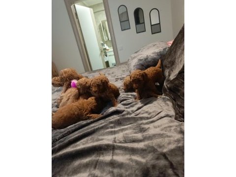 Toy poodle 50 günlük