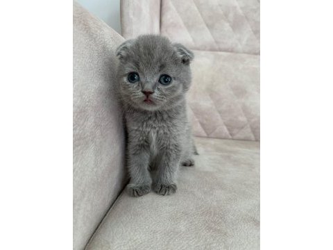 Show kalite ayı surat top kafa bebek scottish fold