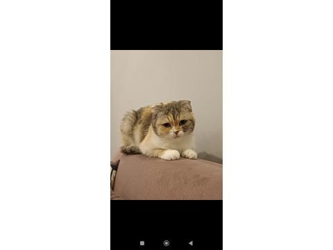 Yetişkin scottish fold kız kedimize yuva arıyoruz