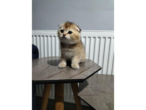 Silver shaded ve golden ny25 british shorthair yavrular