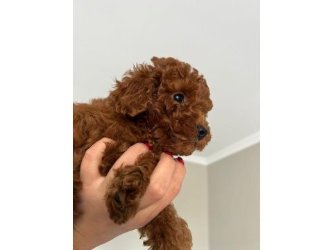 Evimizden toy poodle bebeklerimiz