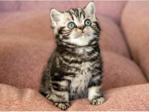 Saf kan silver tabby british shorthair
