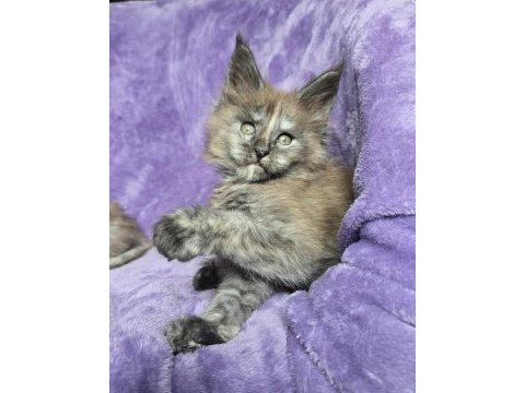 Maine coon dişi smoke tortie renk