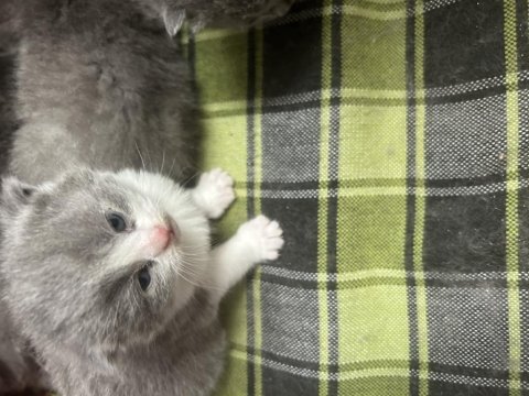 Scottish fold yavrularımız sahiplendirilecektir