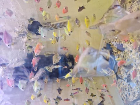 Trans genetik tetra