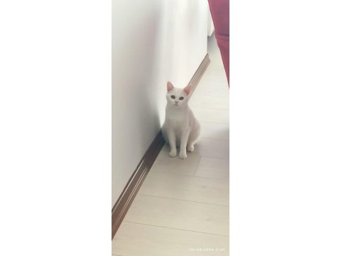 Scottish straight beyaz dişi kedi ücretsiz