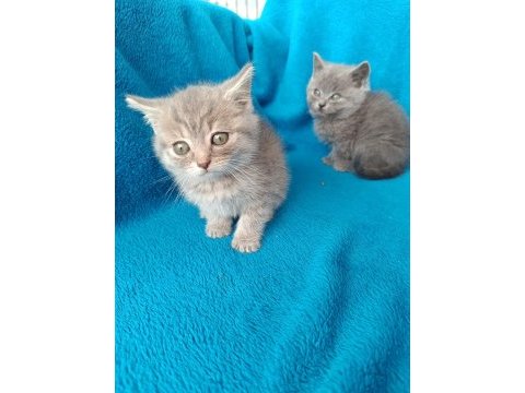 Erkek 2 aylık british shorthair