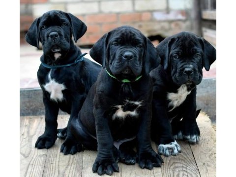 Cane corso bebekler sağlık ve ırk garantili teslim