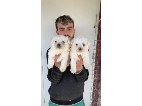 0 numara beyaz maltese terrier yavrular