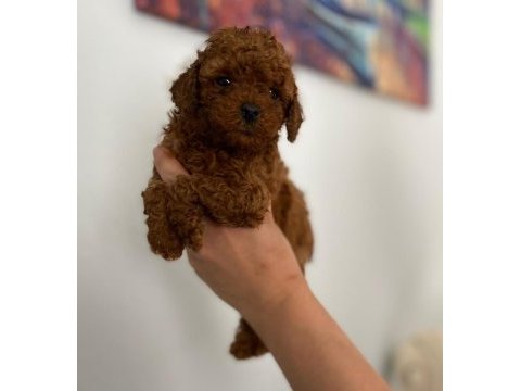 Maltipoo patili dostlar ev doğumlu