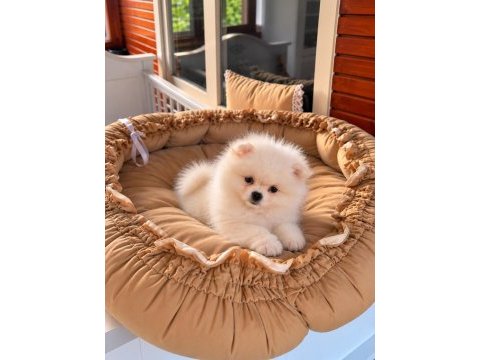 Pomeranian teddy face 