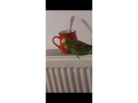 Konuşan muhabbet kuşu