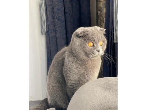 Scottish fold dişi 1,5 yaşında sağlıklı kedimiz