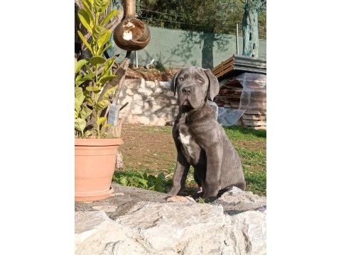 Cane corso blue yavrumuz erkek