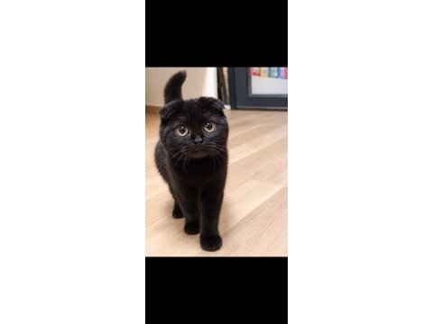 Black scottish fold yavru