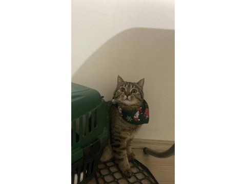1,5 yaşındaki brtish kızıma yuva arıyorum