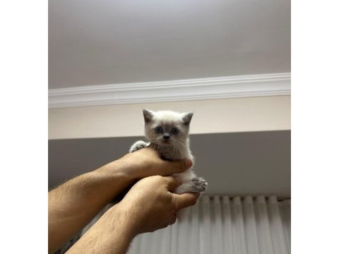 1 mayıs doğumlu british shorthair bebekler