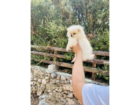 Teddy pomeranian boo yavrular hazır