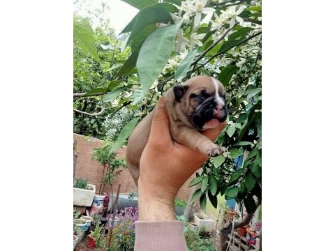 French bulldog yavrularımız