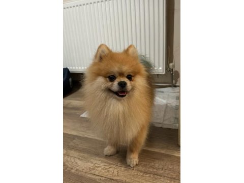 Pomeranian boo 2 yaşında erkek eğitimi var