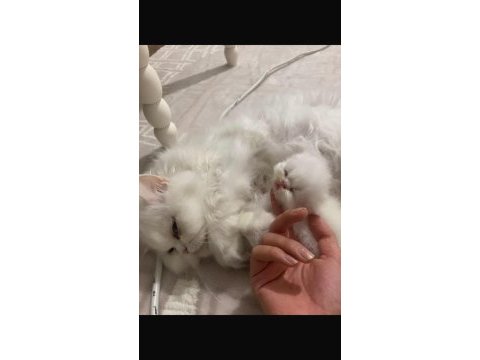 Safkan iran kedisi yavrular
