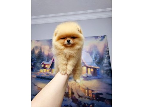 Pomeranian boo 0 burun orange dişi