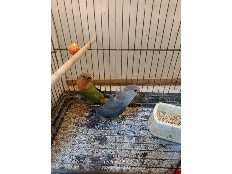 Bebek sevda papağanı yavruları