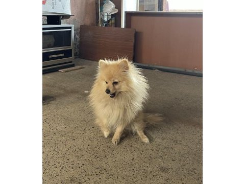 Pomeranian spitz 1.5 yaşında erkek