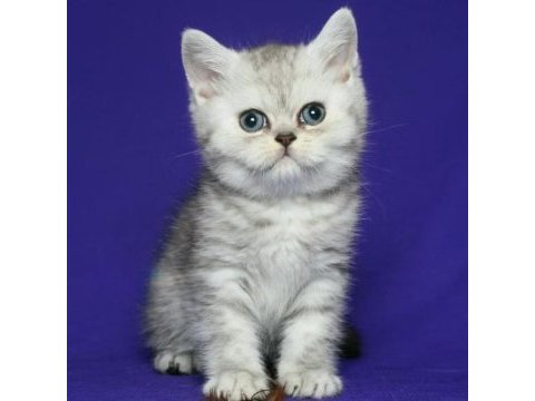 Safkan british shorthair silver tabby yavru
