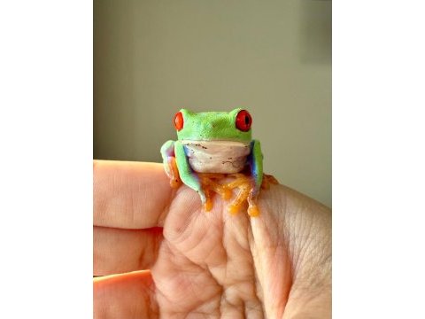 Red eye tree frog