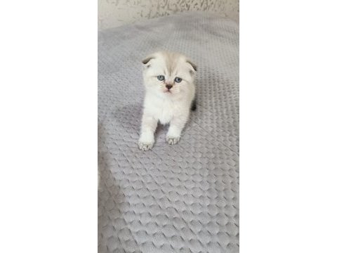British shorthair yavrular sahiplendirilecektir